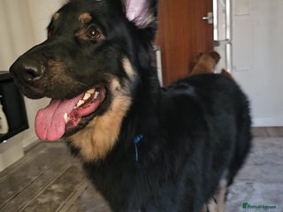 German Shepherd dogs German shepherd for STUD long coat straight back. - Advert 13