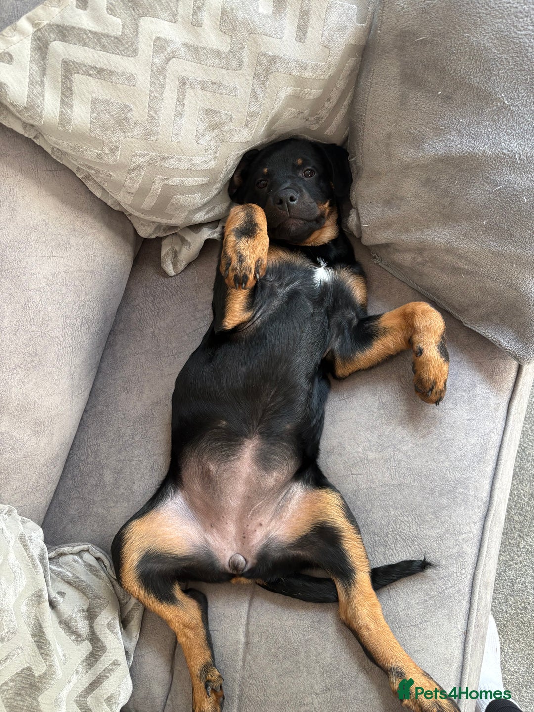 Rottweiler dogs for sale: Zora the Rotty - Image 4