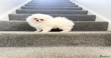Pomeranian dogs - Advert 16