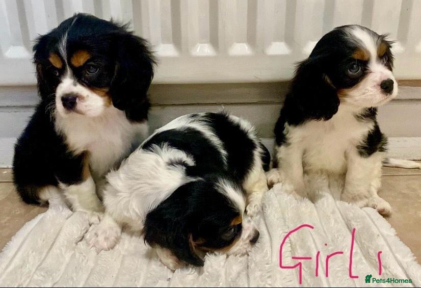 Cavalier King Charles Spaniel dogs Pure king charles cavalier puppys - Advert 3