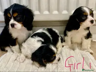 Cavalier King Charles Spaniel dogs Pure king charles cavalier puppys - Advert 5