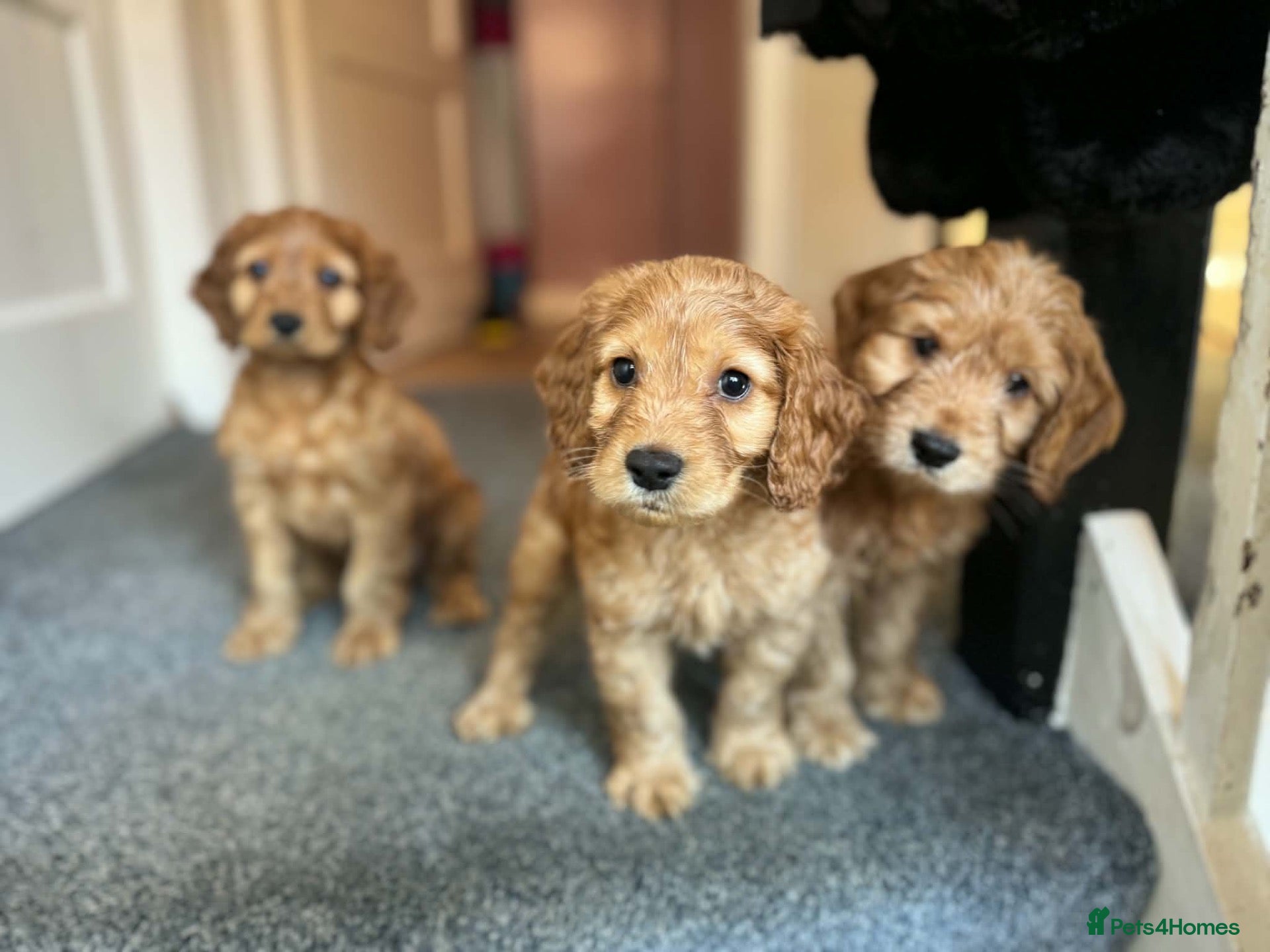 Cockapoo dogs for sale: 3 gorgeous f1b cockapoos  - Advert 10