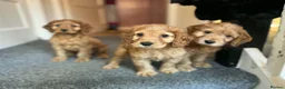 Cockapoo dogs for sale: 3 gorgeous f1b cockapoos  - Advert 1