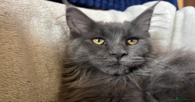Maine Coon cats - Advert 5