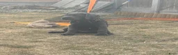 Cane Corso dogs for sale: Beautiful male 12 week old Cane Corso - Advert 6