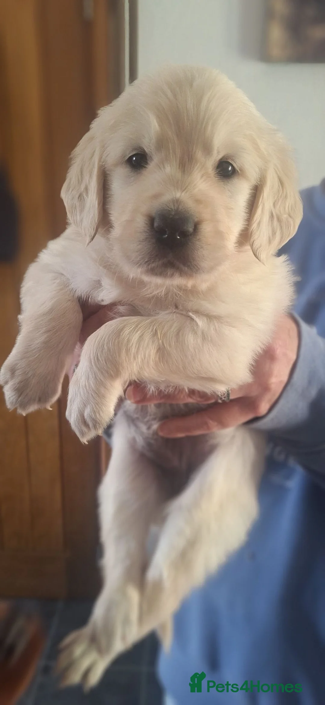 Golden Retriever dogs for sale: Gorgeous goldens - Advert 1