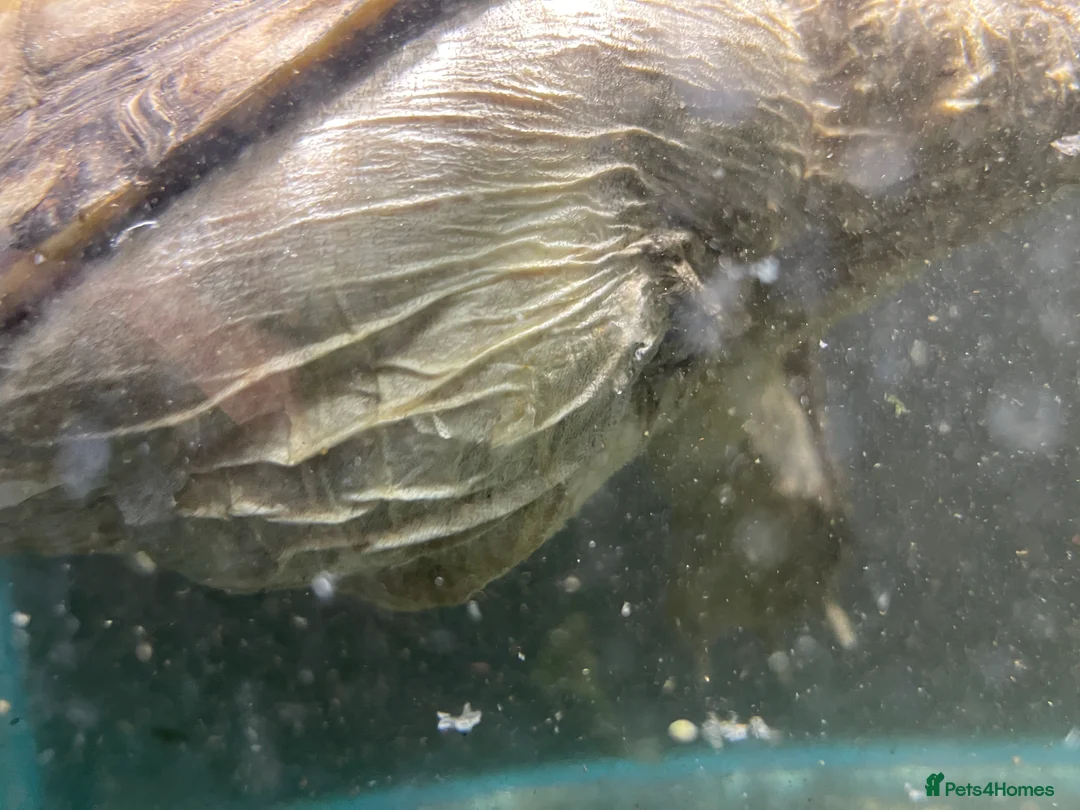 Turtle reptiles for sale: Common Snapping Turtle - Advert 9