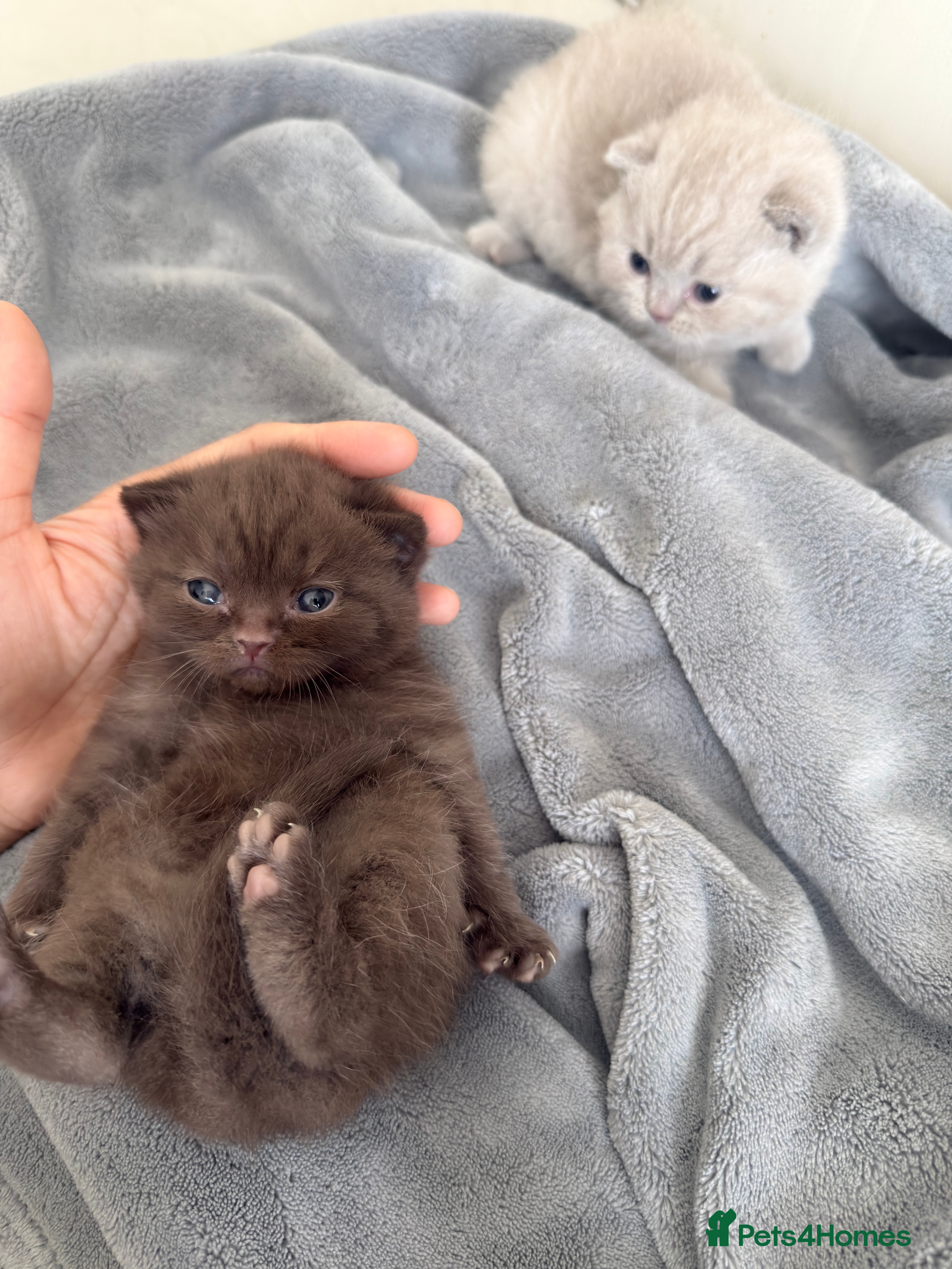 British Shorthair cats for sale: Cute British Shorthair Kittens – Pet Homes Only 💛 - Advert 13