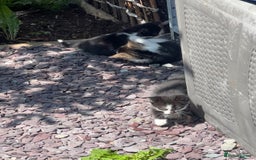 Domestic Shorthair cats for sale:  Domestic shorthair  - Image 13
