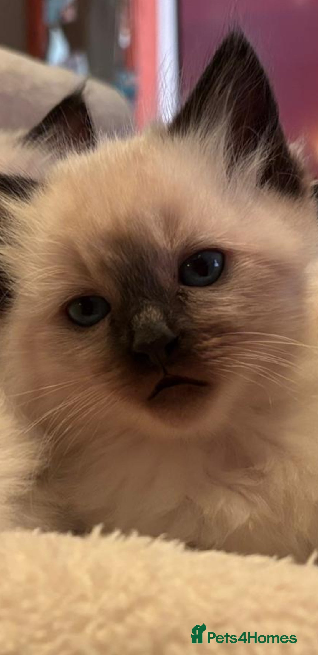Ragdoll cats for sale: Stunning Ragdolls kittens - Advert 10