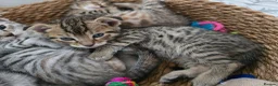 Bengal cats for sale: Beautiful Snow Bengal X Scottish Fold Kittens - Advert 9