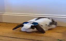 Dwarf Lop rabbits for sale: Mini loop male  - Image 1
