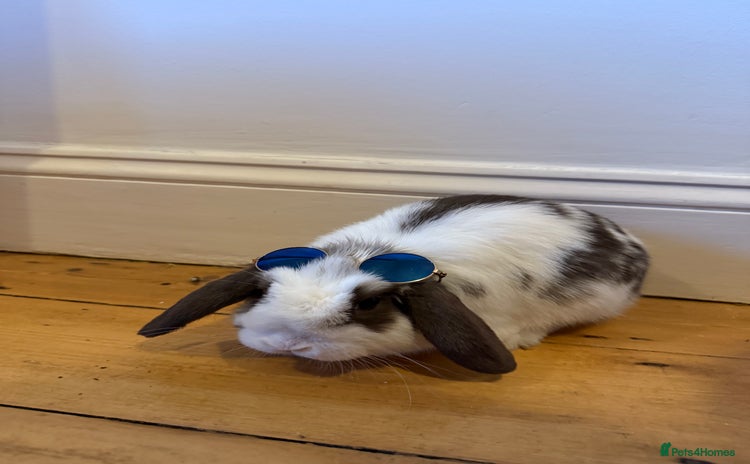 Dwarf Lop rabbits - Advert 1