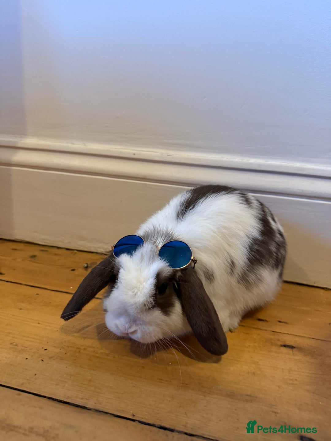 Dwarf Lop rabbits for sale: Mini loop male  - Image 1