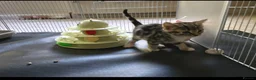 Mixed Breed cats for sale: Adorable Playful Kittens Ready To Reserve - Advert 6
