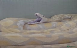 Python Snake reptiles for sale: Snake for sale - Image 2