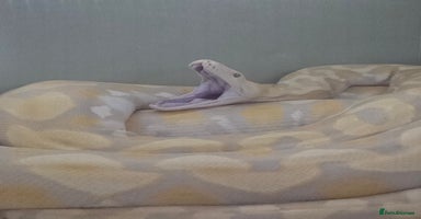 Python Snake reptiles - Advert 5