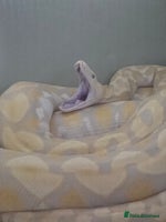 Python Snake reptiles - Advert 6