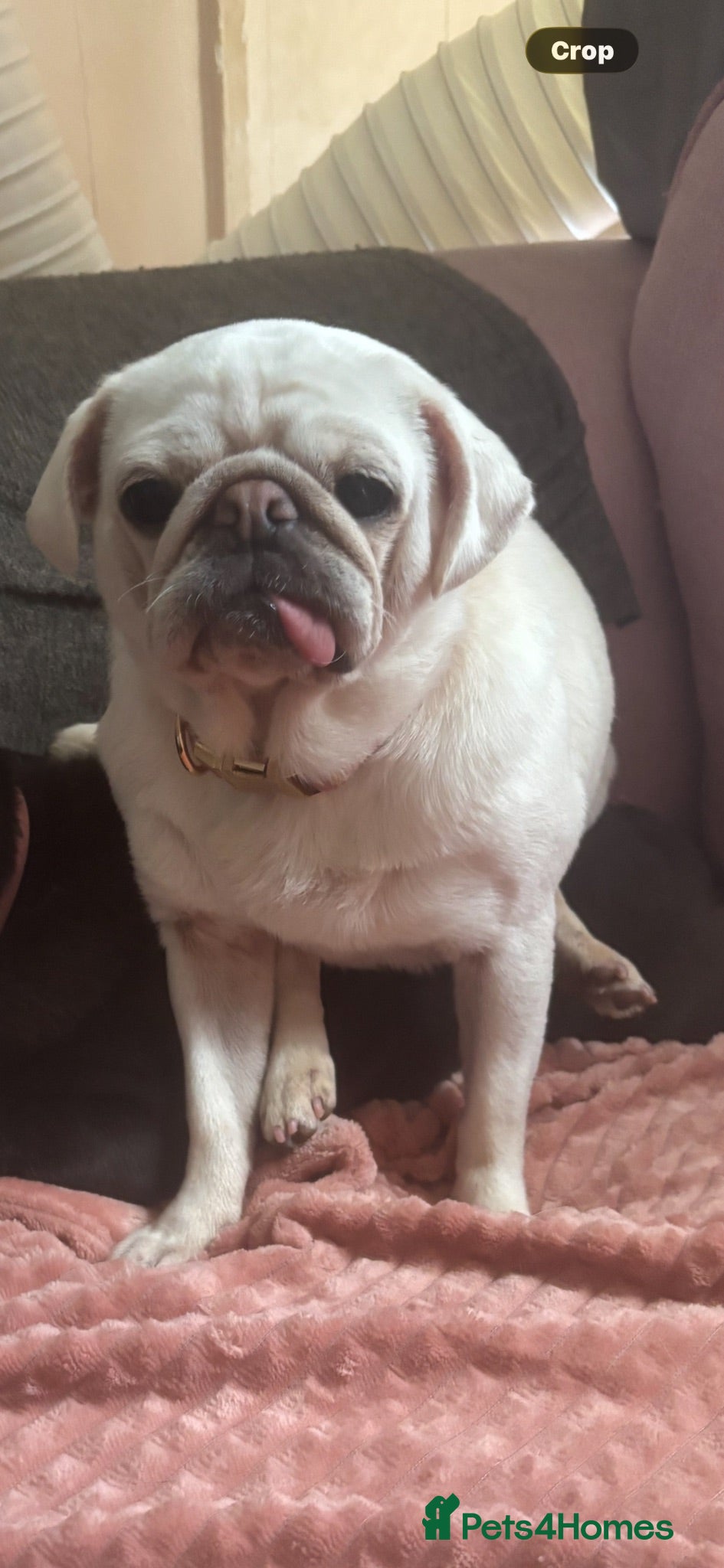 Pug dogs 2 girls looking for their forever home  - Advert 6