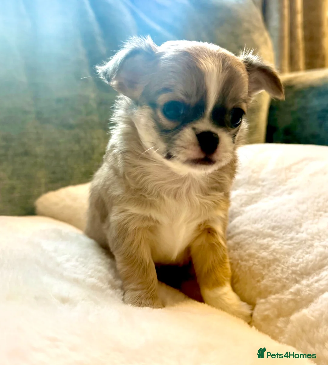 Chihuahua dogs for sale: Chihuahua puppies - 2F 2M-1 long coat/3 short coat - Advert 8