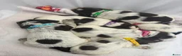 Cocker Spaniel dogs for sale: Bred From Extensively Health Tested Parents - Advert 21