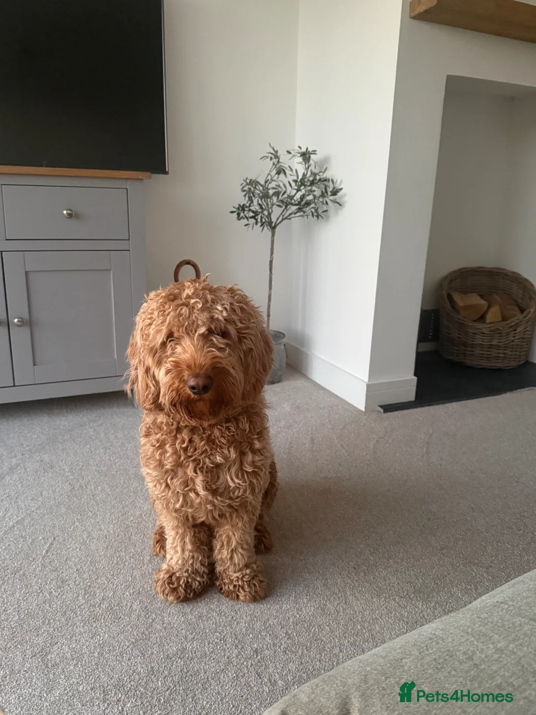 Cockapoo dogs for sale: Cokapoo  - Advert 1