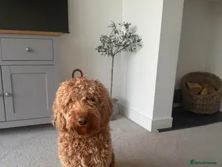 Cockapoo dogs Cokapoo - Advert 3