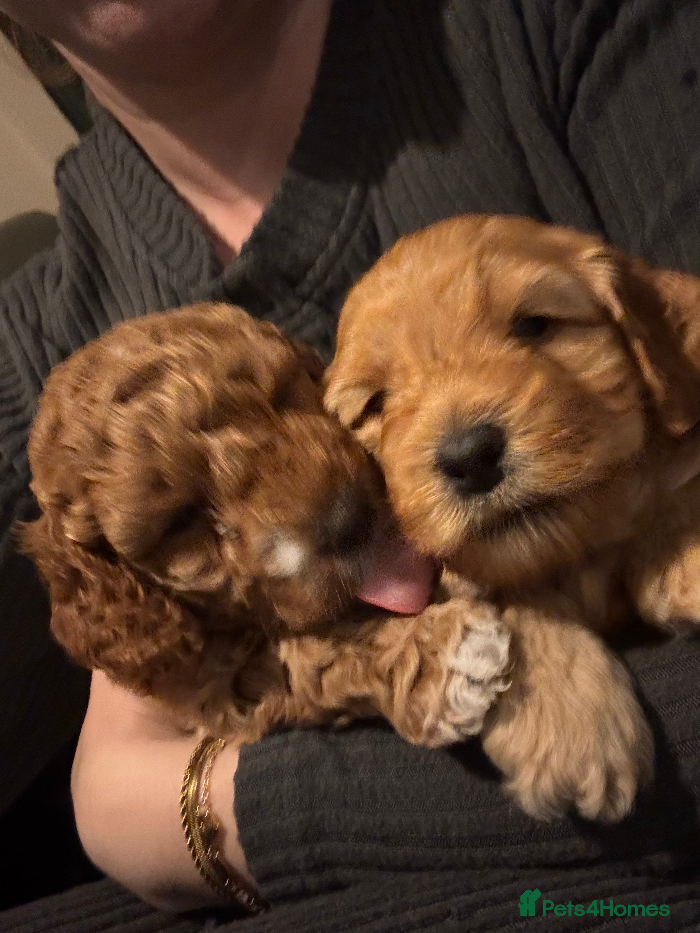 Cockapoo dogs Red Cockapoo girls F1b ready 12/1/26 - Advert 4