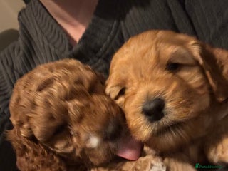 Cockapoo dogs Red Cockapoo girls F1b ready 12/1/26 - Advert 13