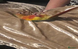 Conures birds for sale: Pineapple conure  - Image 5