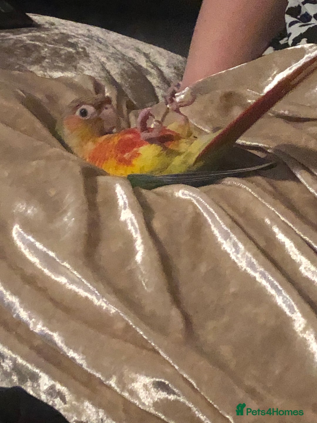 Conures birds for sale: Pineapple conure  - Image 5