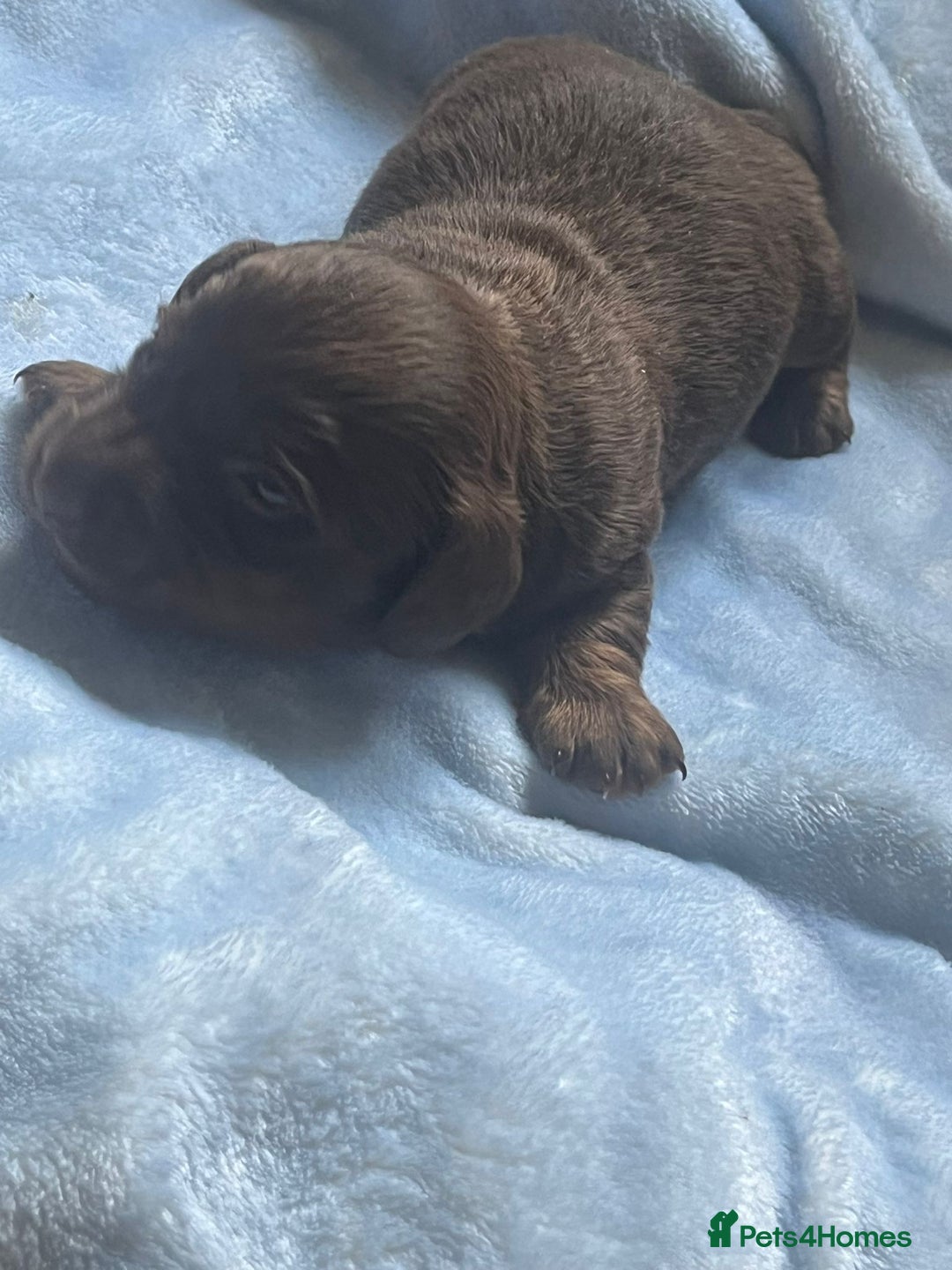 Miniature Dachshund dogs for sale: Miniature dachshunds puppies  - Image 7