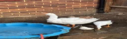 Geese poultry for sale: Sebastopol Goose POL in Henlow - Advert 3