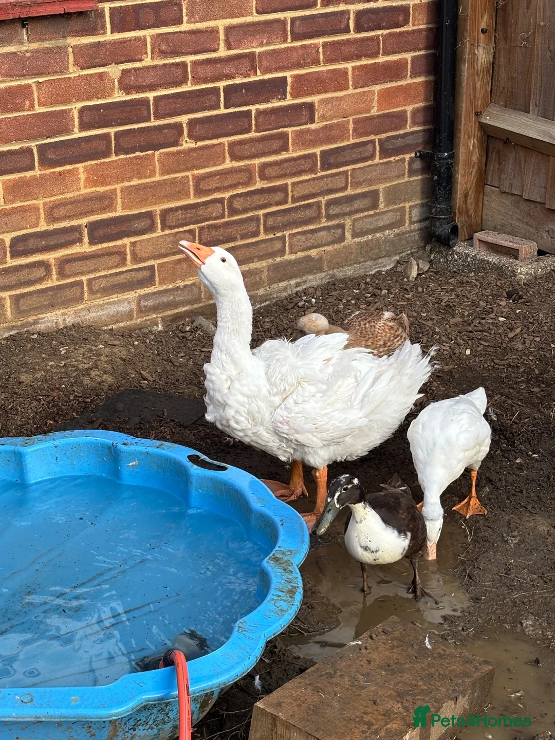 Geese poultry for sale: Sebastopol Goose POL in Henlow - Advert 3