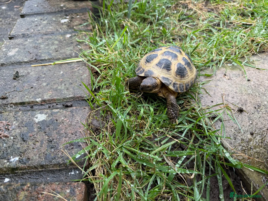 Tortoise reptiles for sale: Male horsefield tortoise in Bristol - Advert 1