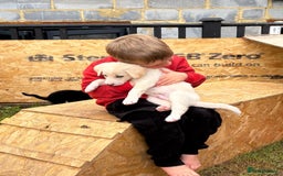 Mixed Breed dogs for sale: Belgian malinois x Anatolian shepherd mix pups 🐶  - Image 20