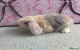 Mini Lop rabbits for sale: Pure bred Mini Lops - Image 1