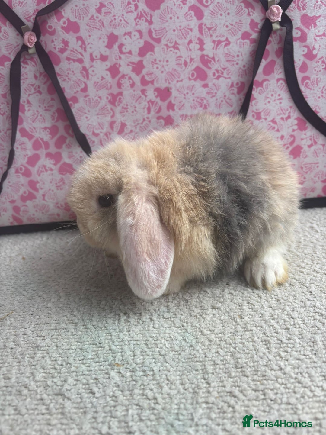 Mini Lop rabbits for sale: Pure bred Mini Lops - Image 1