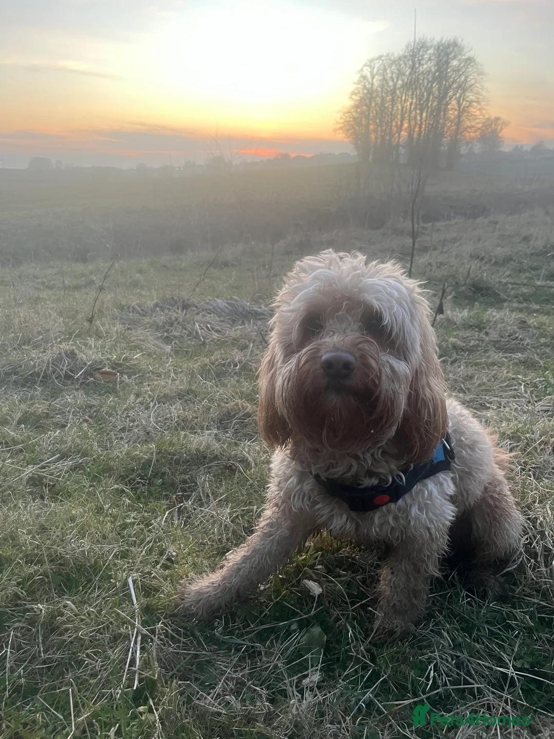 Cockapoo dogs for stud: Cockapoo stud in Durham - Advert 16