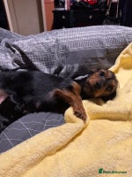 Mixed Breed dogs - Advert 7