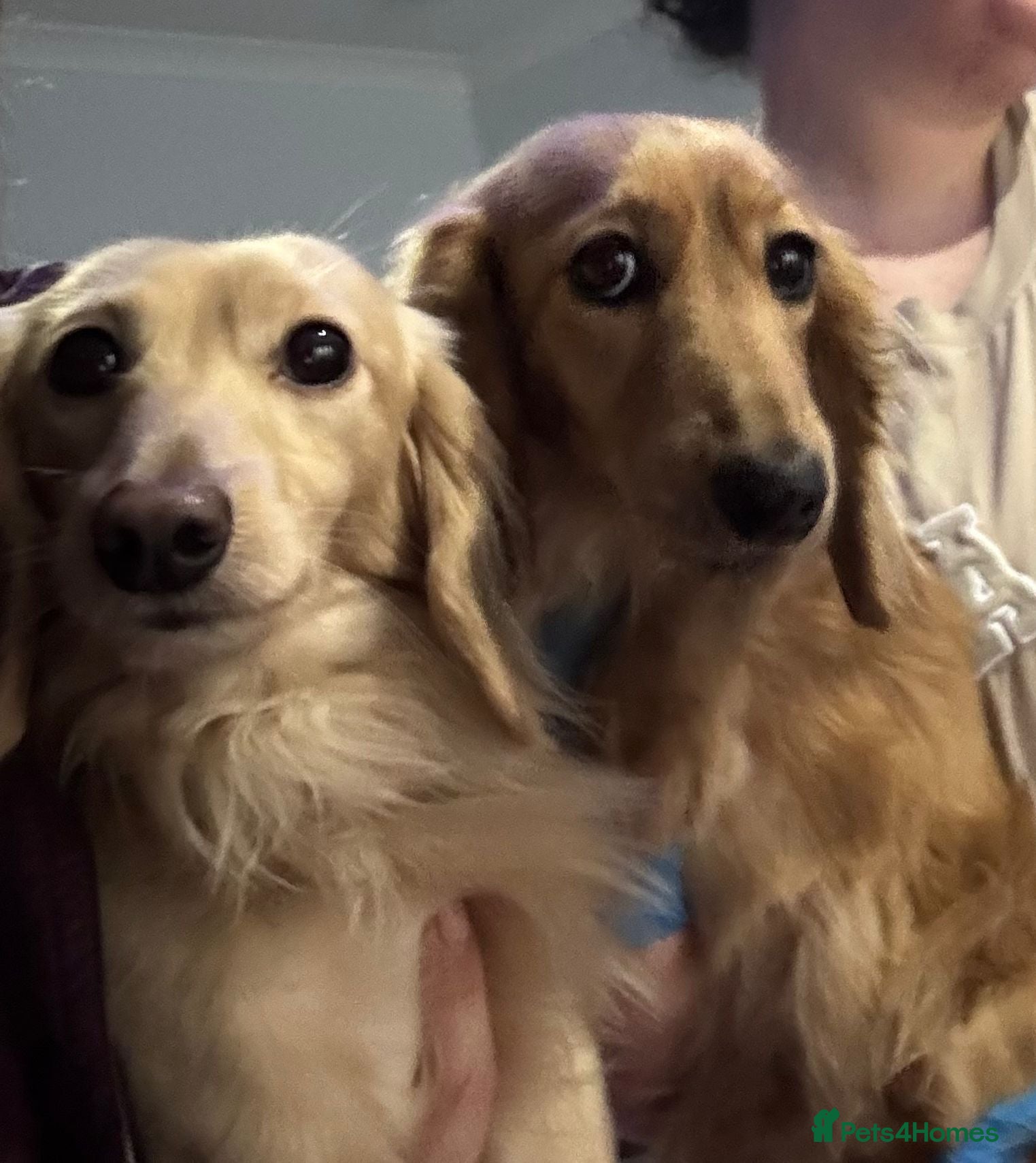 Miniature Dachshund dogs SHADED CREAM LONGHAIR MINIATURE DACHSHUND - Advert 5