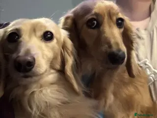 Miniature Dachshund dogs SHADED CREAM LONGHAIR MINIATURE DACHSHUND - Advert 5