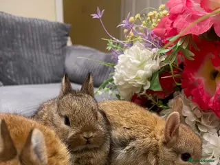 Netherland Dwarf rabbits for sale: Pure Netherland Dwarfs - Advert 1