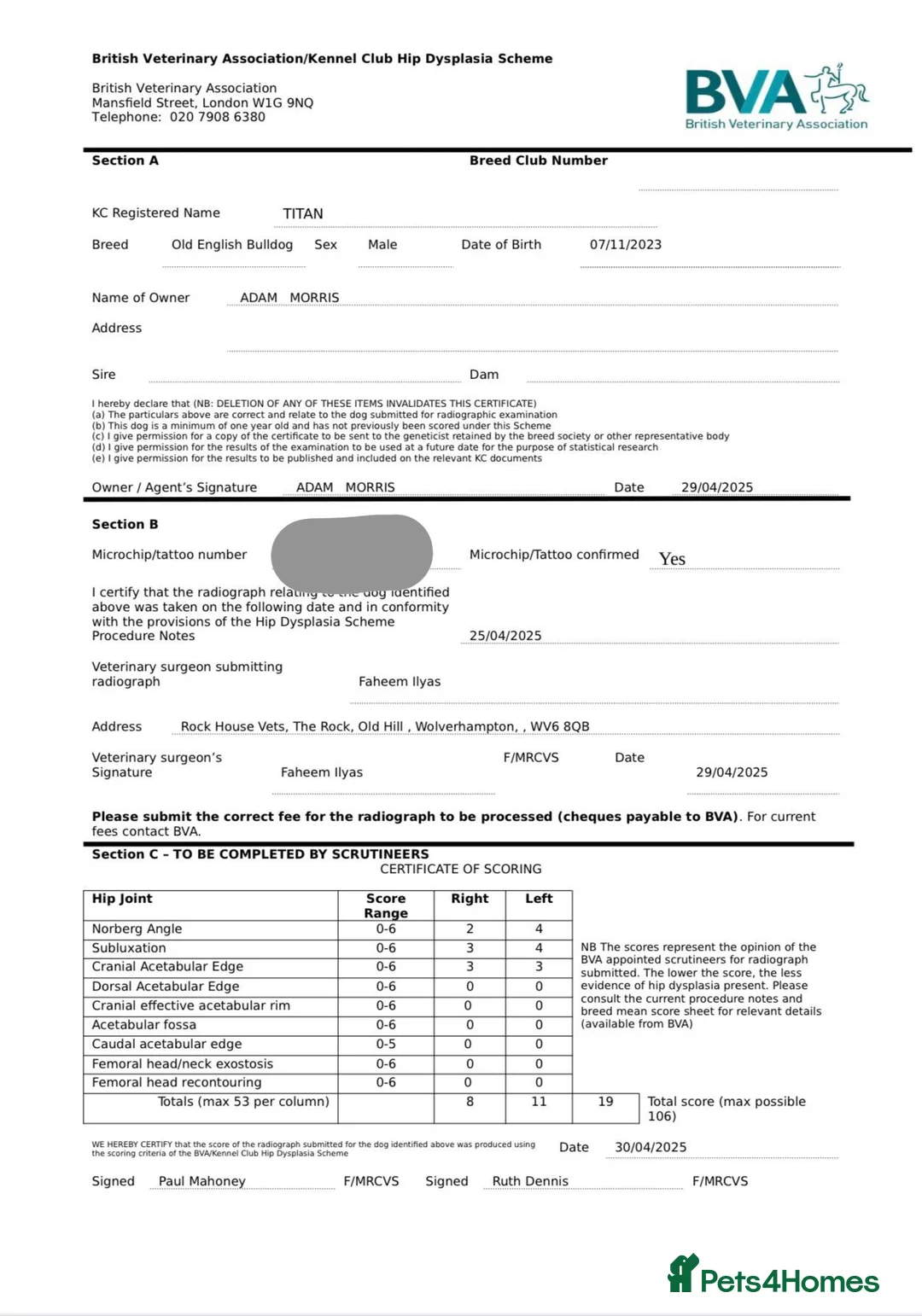 Olde English Bulldogge dogs for stud: Bullplanet's King Titan DNA/BVA Eye/BVA Hip/Elbow in Northallerton - Advert 13