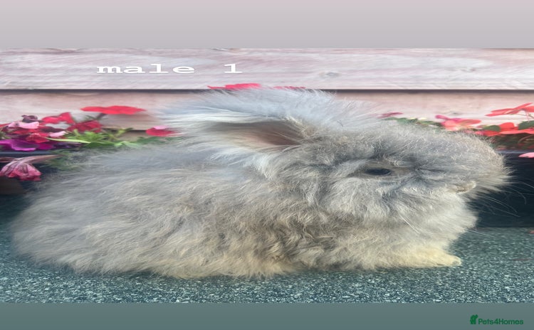 Angora rabbits - Advert 16