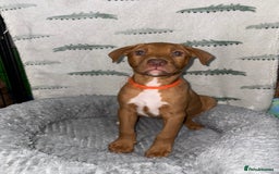 Mixed Breed dogs for sale: 6 Beautiful Fur Babies - Image 3