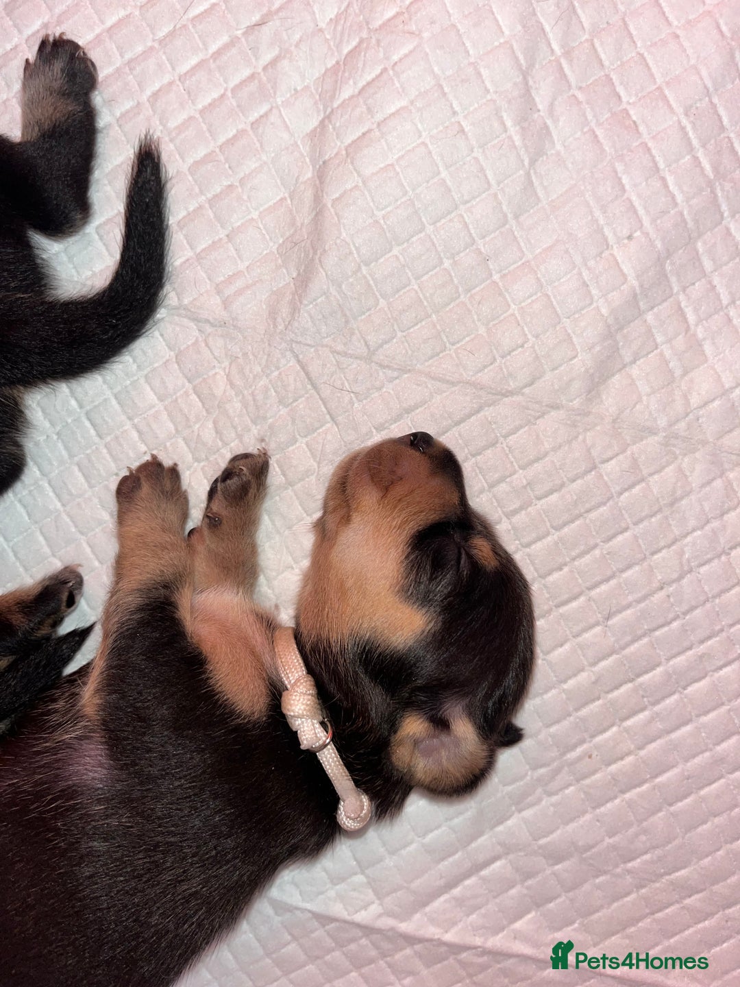 Miniature Dachshund dogs for sale: Miniature Dachshunds looking for perfect Home - Image 17