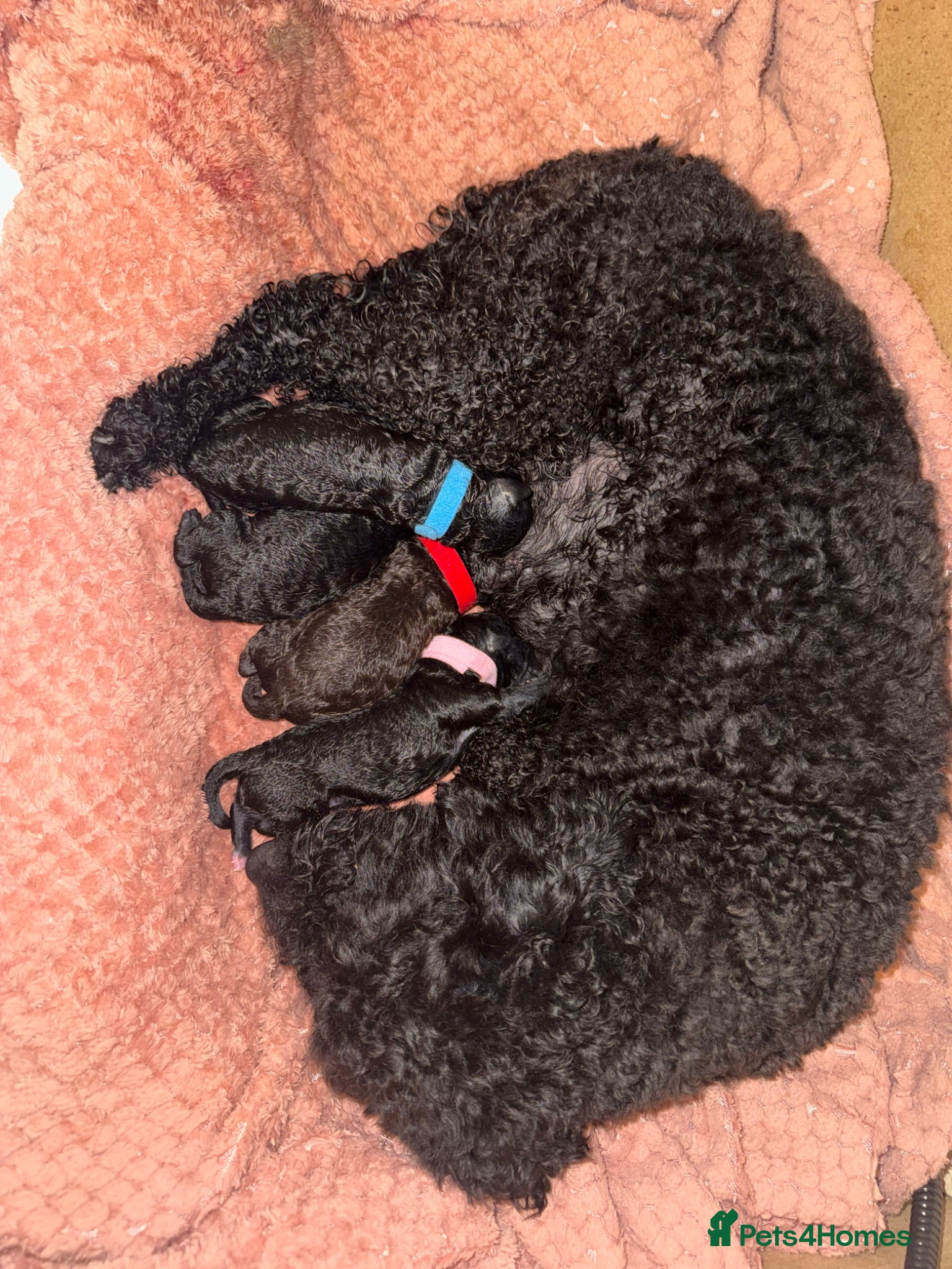 Labradoodle dogs Miniature labradoodle pups  - Advert 1