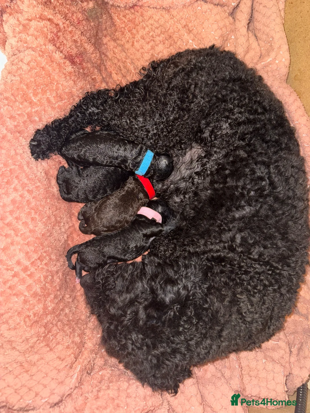 Labradoodle dogs for sale: Miniature labradoodle pups  - Advert 1