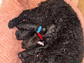 Labradoodle dogs Miniature labradoodle pups - Advert 5